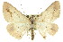  ( - 11ANIC-03370)  @13 [ ] CreativeCommons - Attribution (2011) ANIC/CBG Photography Group Centre for Biodiversity Genomics