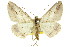  ( - 11ANIC-03371)  @13 [ ] CreativeCommons - Attribution (2011) ANIC/CBG Photography Group Centre for Biodiversity Genomics