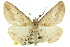  ( - 11ANIC-03373)  @13 [ ] CreativeCommons - Attribution (2011) ANIC/CBG Photography Group Centre for Biodiversity Genomics