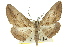  (Syneora excursaria - 11ANIC-03374)  @14 [ ] CreativeCommons - Attribution (2011) ANIC/CBG Photography Group Centre for Biodiversity Genomics
