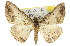  ( - 11ANIC-03378)  @13 [ ] CreativeCommons - Attribution (2011) ANIC/CBG Photography Group Centre for Biodiversity Genomics