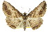  ( - 11ANIC-03379)  @11 [ ] CreativeCommons - Attribution (2011) ANIC/CBG Photography Group Centre for Biodiversity Genomics
