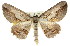  ( - 11ANIC-03386)  @11 [ ] CreativeCommons - Attribution (2011) ANIC/CBG Photography Group Centre for Biodiversity Genomics