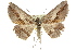 ( - 11ANIC-03387)  @13 [ ] CreativeCommons - Attribution (2011) ANIC/CBG Photography Group Centre for Biodiversity Genomics