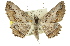  ( - 11ANIC-03389)  @13 [ ] CreativeCommons - Attribution (2011) ANIC/CBG Photography Group Centre for Biodiversity Genomics
