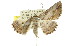  ( - 11ANIC-03390)  @12 [ ] CreativeCommons - Attribution (2011) ANIC/CBG Photography Group Centre for Biodiversity Genomics