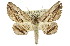  ( - 11ANIC-03391)  @13 [ ] CreativeCommons - Attribution (2011) ANIC/CBG Photography Group Centre for Biodiversity Genomics