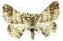  (Scioglyptis sp. ANIC1 - 11ANIC-03398)  @15 [ ] CreativeCommons - Attribution (2011) ANIC/CBG Photography Group Centre for Biodiversity Genomics