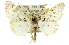  (Boarmia sp. ANIC10 - 11ANIC-03408)  @13 [ ] CreativeCommons - Attribution (2011) ANIC/CBG Photography Group Centre for Biodiversity Genomics