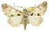  ( - 11ANIC-03409)  @11 [ ] CreativeCommons - Attribution (2011) ANIC/CBG Photography Group Centre for Biodiversity Genomics