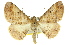  ( - 11ANIC-03419)  @13 [ ] CreativeCommons - Attribution (2011) ANIC/CBG Photography Group Centre for Biodiversity Genomics