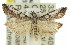  ( - 11ANIC-03437)  @13 [ ] CreativeCommons - Attribution (2011) ANIC/CBG Photography Group Centre for Biodiversity Genomics