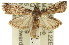  ( - 11ANIC-03448)  @14 [ ] CreativeCommons - Attribution (2011) ANIC/CBG Photography Group Centre for Biodiversity Genomics