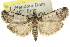  ( - 11ANIC-03483)  @11 [ ] CreativeCommons - Attribution (2011) ANIC/CBG Photography Group Centre for Biodiversity Genomics