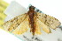 ( - 11ANIC-03490)  @14 [ ] CreativeCommons - Attribution (2011) ANIC/CBG Photography Group Centre for Biodiversity Genomics