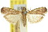  ( - 11ANIC-03498)  @11 [ ] CreativeCommons - Attribution (2011) ANIC/CBG Photography Group Centre for Biodiversity Genomics