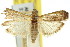  (Euzophera flavicosta - 11ANIC-03499)  @11 [ ] CreativeCommons - Attribution (2011) ANIC/CBG Photography Group Centre for Biodiversity Genomics