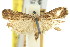  ( - 11ANIC-03506)  @11 [ ] CreativeCommons - Attribution (2011) ANIC/CBG Photography Group Centre for Biodiversity Genomics