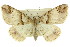  ( - 11ANIC-03516)  @11 [ ] CreativeCommons - Attribution (2011) ANIC/CBG Photography Group Centre for Biodiversity Genomics
