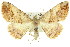  ( - 11ANIC-03519)  @11 [ ] CreativeCommons - Attribution (2011) ANIC/CBG Photography Group Centre for Biodiversity Genomics