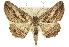  ( - 11ANIC-03522)  @14 [ ] CreativeCommons - Attribution (2011) ANIC/CBG Photography Group Centre for Biodiversity Genomics