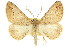  ( - 11ANIC-03525)  @11 [ ] CreativeCommons - Attribution (2011) ANIC/CBG Photography Group Centre for Biodiversity Genomics