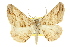  ( - 11ANIC-03528)  @11 [ ] CreativeCommons - Attribution (2011) ANIC/CBG Photography Group Centre for Biodiversity Genomics