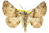  ( - 11ANIC-03532)  @11 [ ] CreativeCommons - Attribution (2011) ANIC/CBG Photography Group Centre for Biodiversity Genomics