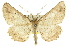  ( - 11ANIC-03535)  @14 [ ] CreativeCommons - Attribution (2011) ANIC/CBG Photography Group Centre for Biodiversity Genomics