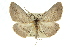  ( - 11ANIC-03536)  @14 [ ] CreativeCommons - Attribution (2011) ANIC/CBG Photography Group Centre for Biodiversity Genomics
