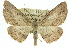  ( - 11ANIC-03538)  @14 [ ] CreativeCommons - Attribution (2011) ANIC/CBG Photography Group Centre for Biodiversity Genomics
