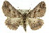  ( - 11ANIC-03539)  @14 [ ] CreativeCommons - Attribution (2011) ANIC/CBG Photography Group Centre for Biodiversity Genomics