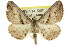  ( - 11ANIC-03541)  @13 [ ] CreativeCommons - Attribution (2011) ANIC/CBG Photography Group Centre for Biodiversity Genomics