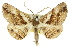  (Syneora cymatomita - 11ANIC-03542)  @15 [ ] CreativeCommons - Attribution (2011) ANIC/CBG Photography Group Centre for Biodiversity Genomics