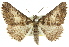  ( - 11ANIC-03544)  @11 [ ] CreativeCommons - Attribution (2011) ANIC/CBG Photography Group Centre for Biodiversity Genomics