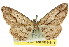  (Syneora strixata - 11ANIC-03546)  @11 [ ] CreativeCommons - Attribution (2011) ANIC/CBG Photography Group Centre for Biodiversity Genomics