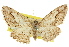  ( - 11ANIC-03549)  @11 [ ] CreativeCommons - Attribution (2011) ANIC/CBG Photography Group Centre for Biodiversity Genomics