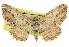  ( - 11ANIC-03550)  @11 [ ] CreativeCommons - Attribution (2011) ANIC/CBG Photography Group Centre for Biodiversity Genomics