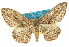  (Boarmia canspersa - 11ANIC-03551)  @11 [ ] CreativeCommons - Attribution (2011) ANIC/CBG Photography Group Centre for Biodiversity Genomics