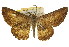  ( - 11ANIC-03558)  @11 [ ] CreativeCommons - Attribution (2011) ANIC/CBG Photography Group Centre for Biodiversity Genomics