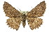  ( - 11ANIC-03559)  @14 [ ] CreativeCommons - Attribution (2011) ANIC/CBG Photography Group Centre for Biodiversity Genomics