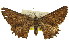  ( - 11ANIC-03560)  @11 [ ] CreativeCommons - Attribution (2011) ANIC/CBG Photography Group Centre for Biodiversity Genomics