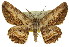  ( - 11ANIC-03561)  @11 [ ] CreativeCommons - Attribution (2011) ANIC/CBG Photography Group Centre for Biodiversity Genomics