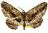  (Scioglyptis irrorata - 11ANIC-03572)  @11 [ ] CreativeCommons - Attribution (2011) ANIC/CBG Photography Group Centre for Biodiversity Genomics