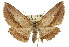  ( - 11ANIC-03586)  @15 [ ] CreativeCommons - Attribution (2011) ANIC/CBG Photography Group Centre for Biodiversity Genomics