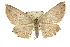  ( - 11ANIC-03587)  @15 [ ] CreativeCommons - Attribution (2011) ANIC/CBG Photography Group Centre for Biodiversity Genomics