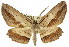  ( - 11ANIC-03589)  @15 [ ] CreativeCommons - Attribution (2011) ANIC/CBG Photography Group Centre for Biodiversity Genomics