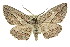  ( - 11ANIC-03594)  @14 [ ] CreativeCommons - Attribution (2011) ANIC/CBG Photography Group Centre for Biodiversity Genomics