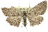  ( - 11ANIC-03595)  @13 [ ] CreativeCommons - Attribution (2011) ANIC/CBG Photography Group Centre for Biodiversity Genomics