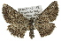  ( - 11ANIC-03597)  @14 [ ] CreativeCommons - Attribution (2011) ANIC/CBG Photography Group Centre for Biodiversity Genomics